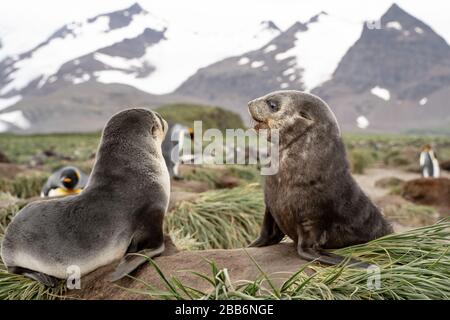 two fur seal pups fighting, South Georgia