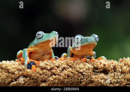 Two Javan tree frogs on a plant, Indonesia Stock Photo