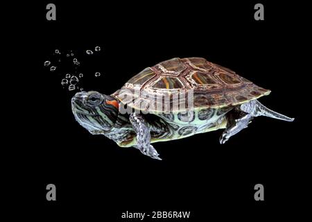 Red-eared slider turtle swimming underwater, Indonesia Stock Photo