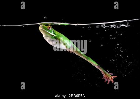 White-lipped frog swimming underwater, Indonesia Stock Photo