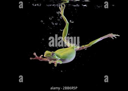 White-lipped frog swimming underwater, Indonesia Stock Photo