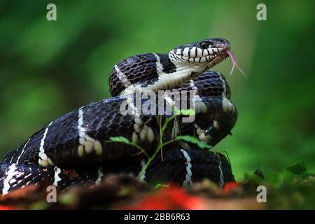 Boiga snake ready to strike, Indonesia Stock Photo