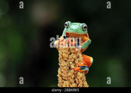 Javan tree frog on a plant, Indonesia Stock Photo