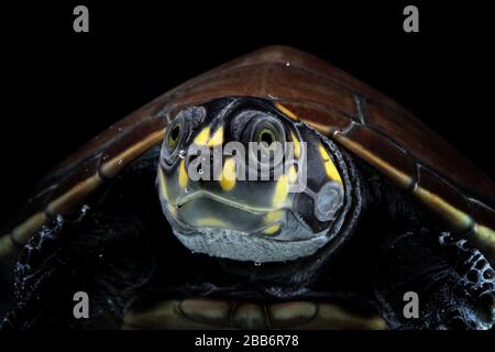 Portrait of a yellow-spotted river turtle, Indonesia Stock Photo