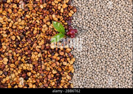 Close-up of Arabica coffee beans Stock Photo