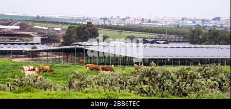 Solar panels provide electricity on roof of a cow shed Stock Photo
