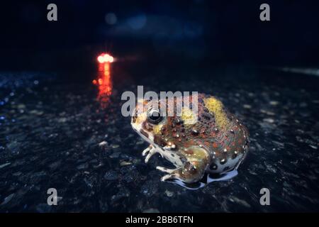 Holy Cross Frog (Notaden bennettii) crossing a road with a car approaching, Australia Stock Photo