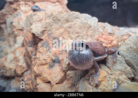 Desert tree frog (Litoria rubella) with inflated vocal sac sitting on a rock, Australia Stock Photo