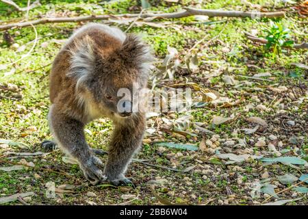 Portrait of a Koala walking, Australia Stock Photo