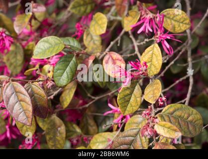 loropetalum flowers and leaves background Stock Photo