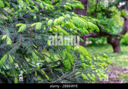 Young light green spruce shoots. New coniferous branches. Stock Photo