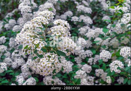 Blooming Spirea (Spiraea cantoniensis). Spirea blooms in small white flowers. Stock Photo