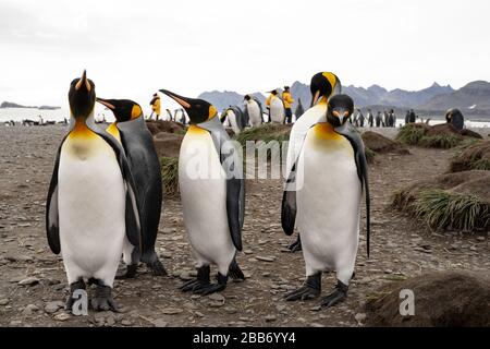 group of penguins in antarctica Stock Photo