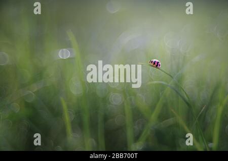 Ladybug on a blade of grass, Indonesia Stock Photo