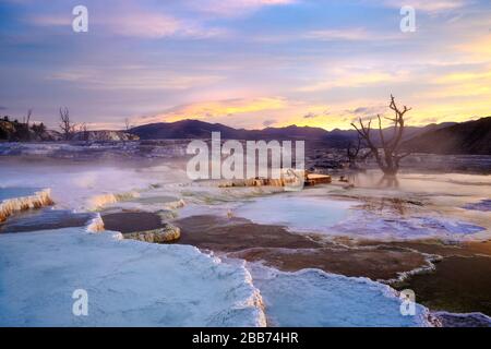 Grassy Spring travertine formations at sunrise, Upper Mammoth Terraces, Yellowstone National Park, Wyoming, USA. Stock Photo