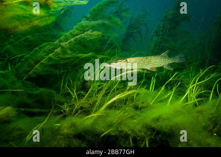 Northern Pike on the lookout for a prey to pass by in the St. Lawrence River Stock Photo