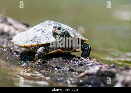 Northern Map Turtle sunbathing on a floating log Stock Photo