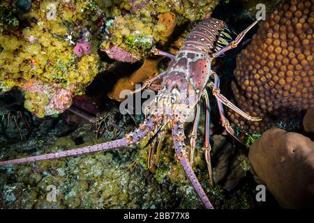 Caribbean spiny lobster on coral reef at Little Cayman in the Caribbean Stock Photo