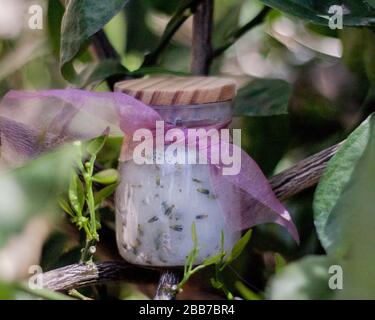 Sugar scrub jar with purple ribbon set in tree Stock Photo