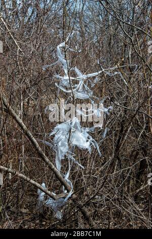 Shredded plastic sheets stuck in the brush and small trees in a wooded area near the Jordan Creek Trail in West Des Moines, Iowa. Stock Photo