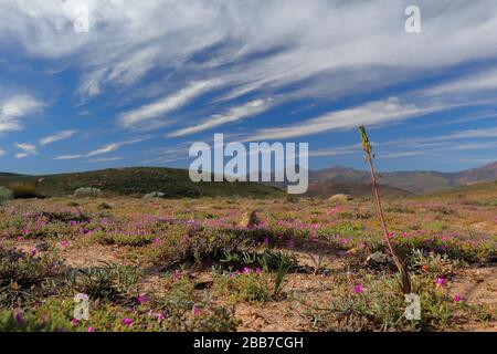 Landscapes in the vicinity of Kharkams near Kammieskroon in Namaqualand, Northern Cape, South Africa Stock Photo