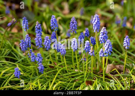 Spring flowers and grape hyacinths grown on a grass verge in a garden in the early spring in april. Stock Photo