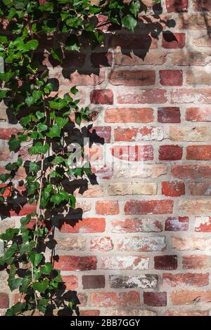 Nostalgic brick wall partly covered by climbing ivy plant (copy space) Stock Photo
