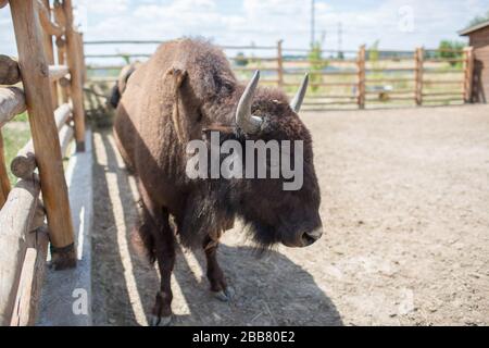 The European bison Bison bonasus stands in the cage in the zoo Stock Photo