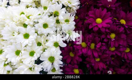 Bright floral contrasting background of maroon and white chrysanthemums. Dualism of opposite colors. Stock Photo