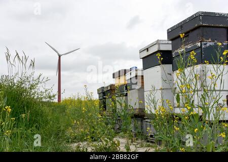 Beehives in a row. Three weathered white and green beehives or honeycombs with honey bees surrounded with yellow rapeseed flowers and wind turbine. Stock Photo