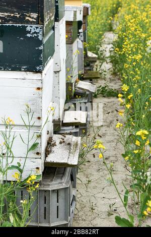 Beehives in a row. Three old weathered white and green beehives or honeycombs with honey bees surrounded with yellow rapeseed flowers. Stock Photo