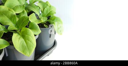 Growing seedlings indoors in the spring. Young petunia seedlings in gray plastic pots close-up isolated on a white background. Stock Photo
