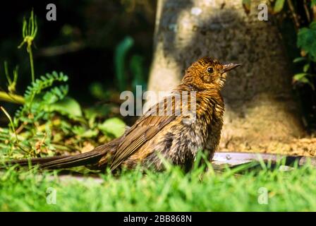Fluffy, juvenile, young Common Blackbird (Turdus merula) sitting in birdbath with green grass in foreground, England, UK Stock Photo