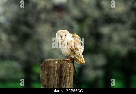 Perched captive Barn Owl (Tyto alba), Newent Falconry Centre, Gloucestershire, England, UK Stock Photo