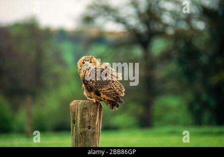 Eurasian Eagle Owl (Bubo bubo) perched on post, Newent Falconry Centre, Gloucestershire, England, UK Stock Photo