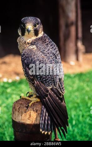 Peregrine falcon (Falco peregrinus) sitting on wooden perch, looking at camera, Newent Falconry Centre, Gloucestershire, England, UK Stock Photo