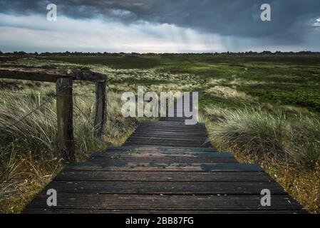 Wooden footpath through marram grass and roses bushes on Sylt island dunes, on a stormy day. Wet walkway deck in a nature reserve, Germany. Stock Photo
