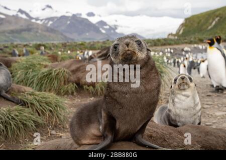 Fur Seal Pup, South Georgia Stock Photo