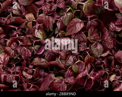 Shiso leaf purple vegetable, shiso, perilla, leaf, herb, plant, green, food, healthy, japanese, fresh, japan, cuisine, ingredient, herbal, leaves, Stock Photo