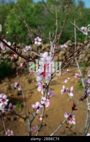 Domesticated Prunus dulcis commonly known as sweet almond tree, with fresh twigs, brunches abundant in pale-pink flowers, Santiago del Teide, Tenerife Stock Photo