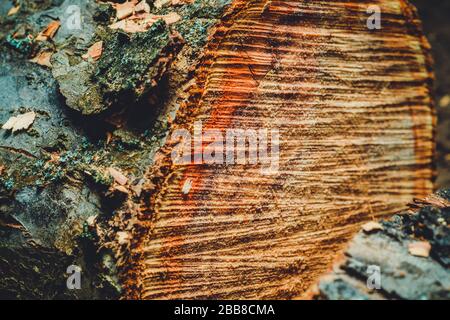 Drank an old tree. An Apple. Wood processing. Texture. Stock Photo