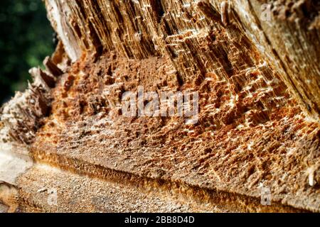 Drank an old tree. An Apple. Wood processing. Texture. Stock Photo