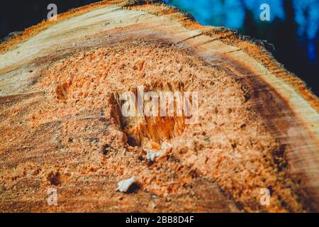 Drank an old tree. An Apple. Wood processing. Texture. Stock Photo