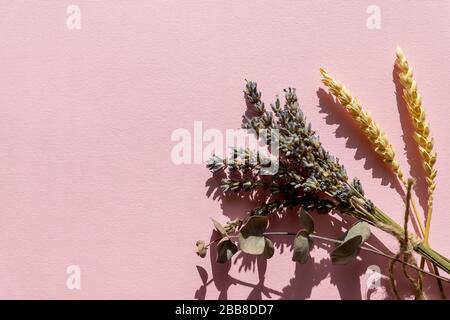 bunch of lavender, violet lavender flowers arranged on pink background. Top view, flat lay. Minimal concept. Dry flowers,plants floral composition Stock Photo