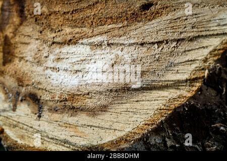 Drank an old tree. An Apple. Wood processing. Texture. Stock Photo