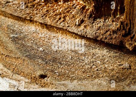Drank an old tree. An Apple. Wood processing. Texture. Stock Photo
