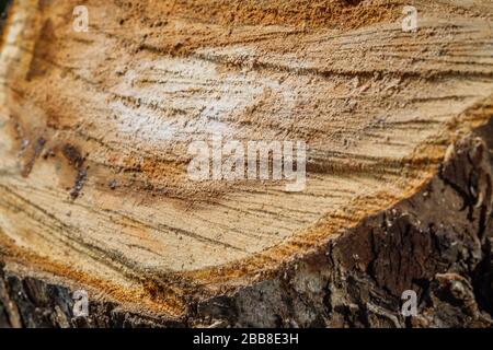 Drank an old tree. An Apple. Wood processing. Texture. Stock Photo