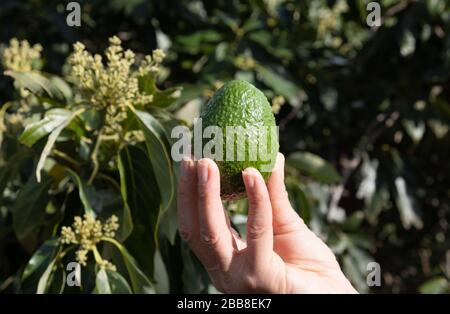 Man holding single avocado in hand with avocado tree in background Stock Photo