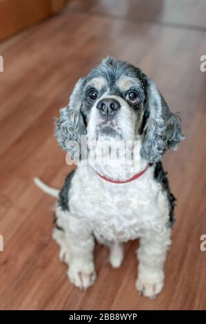 Cute adult American Cocker Spaniel tricolor with wide open eyes sitting on the parquet floor inside the room. Natural light. Stock Photo