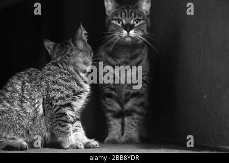 Black and white photo of mother and kitten Pixie-bobs in a dark hallway Stock Photo